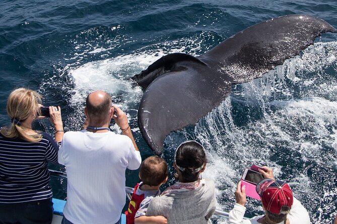 Whale-Watching Cruise from Newport Beach - A Detailed Look at the Newport Beach Whale-Watching Experience