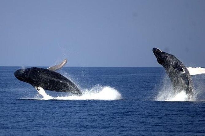 Whale-Watching Cruise from Newport Beach - Final thoughts