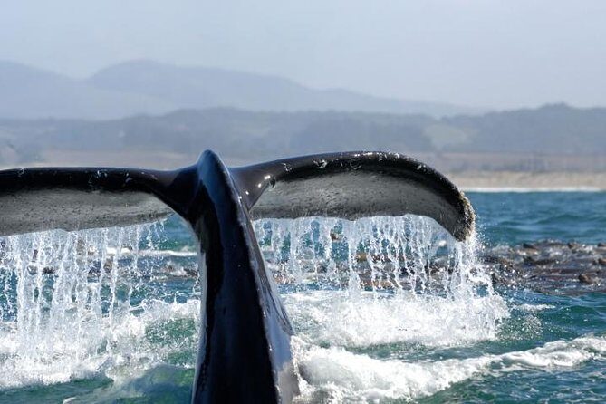 Whale Watching Cruise from Newport Beach - An Authentic Look at a Newport Beach Whale-Watching Adventure
