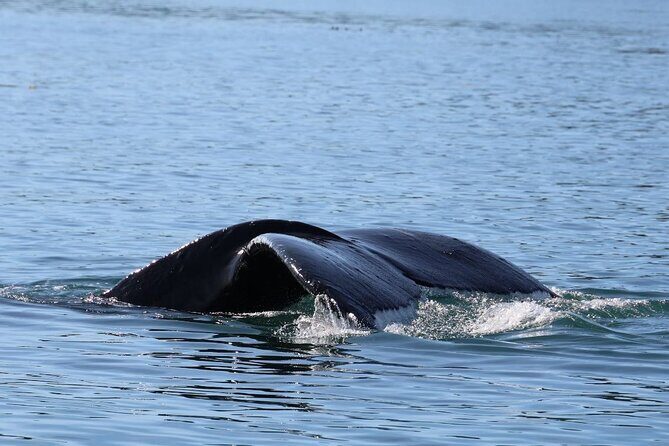 Whale Watching Cruise from Newport Beach - Who Will Love This Tour?