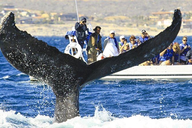Whale Watching Cruise in Cabos San Lucas and Ground Transportation - A Deep Dive into the Experience