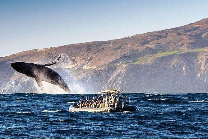 Whale Watching Cruise in Cabos San Lucas and Ground Transportation - Who Should Consider This Tour?