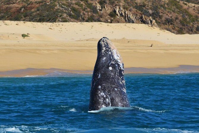 Whale Watching Cruise in Cabos San Lucas and Ground Transportation - FAQs