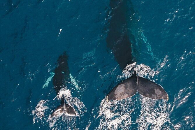 Whale Watching Cruise in Honolulu - What to Expect on the Whale Watching Cruise