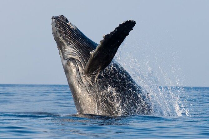 Whale Watching Cruise in Honolulu - Who Will Love This Tour?
