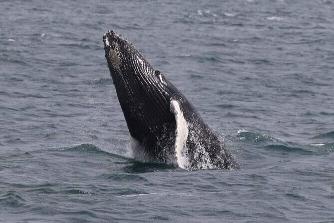 Whale Watching Cruise in New South Wales - An In-depth Look at the Whale Watching Experience in New South Wales