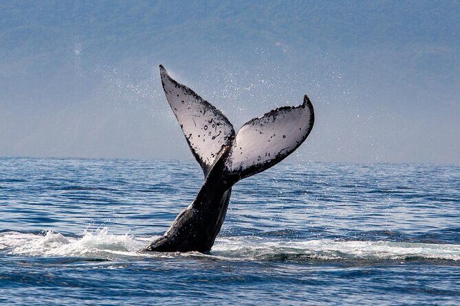 Whale Watching Cruise In Puerto Vallarta & Nuevo Vallarta - FAQ