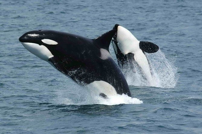 Whale Watching - FAQ