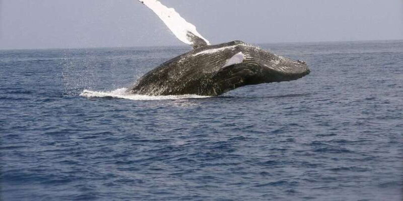 Whale Watching Day Tour to Mirissa - Experience the Majesty of the Ocean with the Whale Watching Day Tour to Mirissa