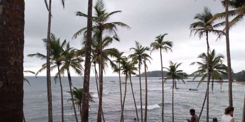 Whale Watching Day Tour to Mirissa - A Deep Dive into the Mirissa Whale Watching Experience