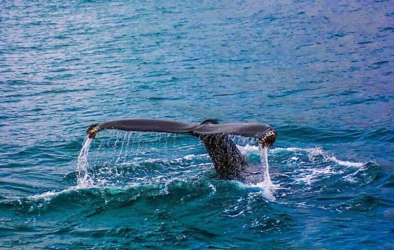 Whale Watching Day Tour to Mirissa - The Sum Up