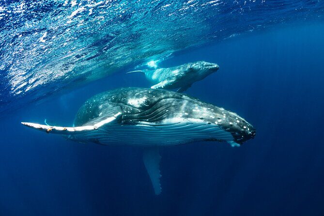 Whale watching DE Humpback West Coast of Tahiti - Whale Watching DE Humpback West Coast of Tahiti: An Up-Cclose Encounter with Nature