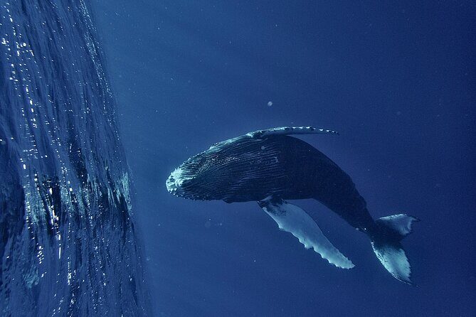 Whale watching DE Humpback West Coast of Tahiti - A Closer Look at the Whale Watching Experience