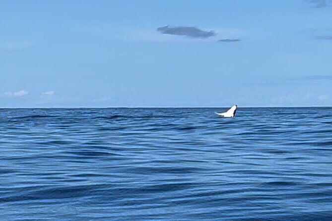 Whale watching DE Humpback West Coast of Tahiti - The Sum Up