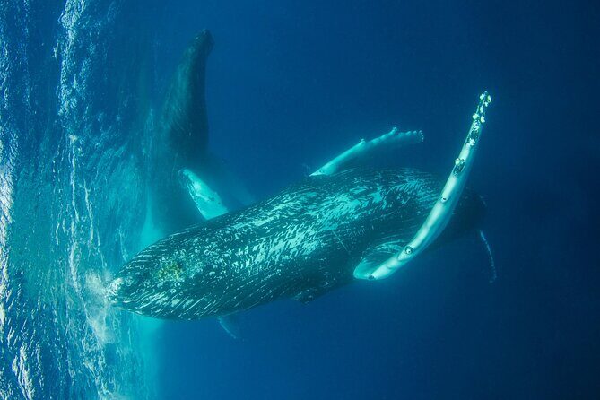Whale watching DE Humpback West Coast of Tahiti - FAQ