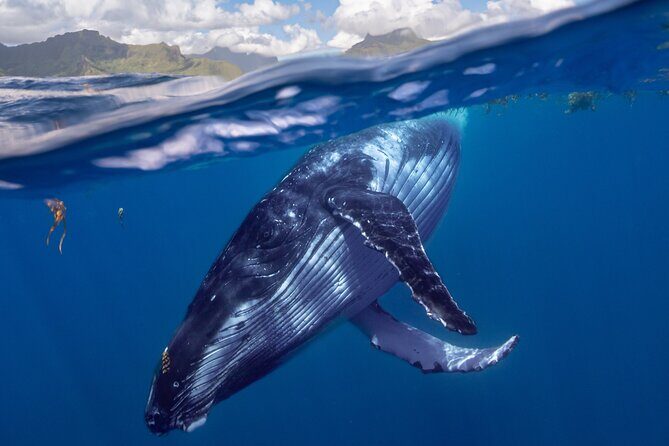Whale watching DE Tahiti Peninsula - Exploring the Tahiti Whale Watching Tour in Detail