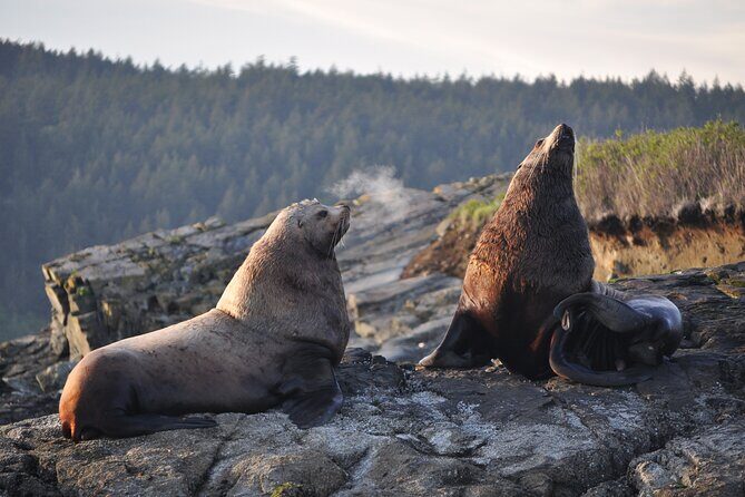 Whale Watching + Deception Pass Tour from Seattle - Detailed Review of the Tour Experience