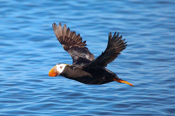 Whale Watching + Deception Pass Tour from Seattle - Frequently Asked Questions
