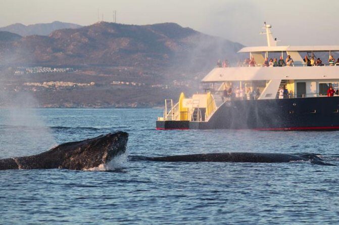 Whale-Watching Discovery Cruise with Brunch or Dinner - Exploring the Experience in Detail