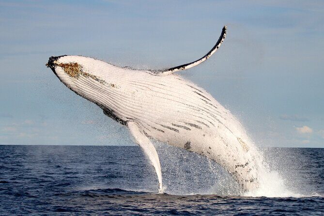 Whale Watching Discovery Tour from Lake Macquarie - Whale Watching Discovery Tour from Lake Macquarie: An Authentic Aussie Adventure