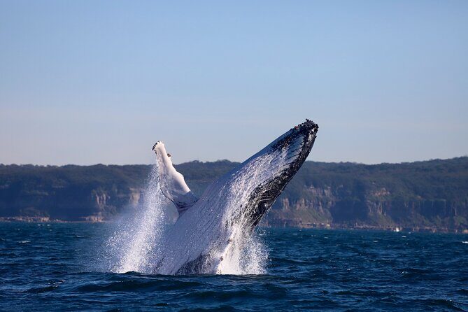 Whale Watching Discovery Tour from Lake Macquarie - Final Thoughts