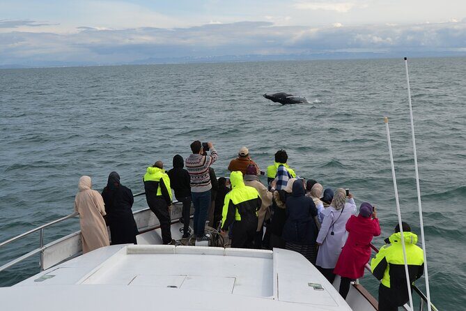 Whale Watching & Dolphin Yacht Cruise - Starting Point & Logistics