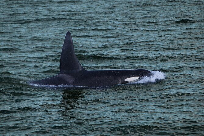 Whale Watching & Dolphin Yacht Cruise - Scenic Highlights