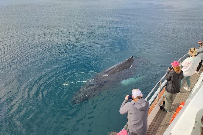Whale Watching & Dolphin Yacht Cruise - Practical Tips & Considerations