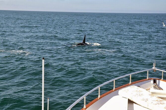Whale Watching & Dolphin Yacht Cruise - Pricing & Value