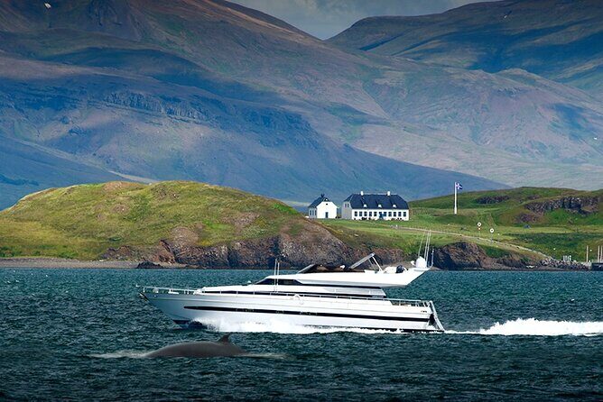 Whale Watching & Dolphin Yacht Cruise - Who Should Consider This Tour?