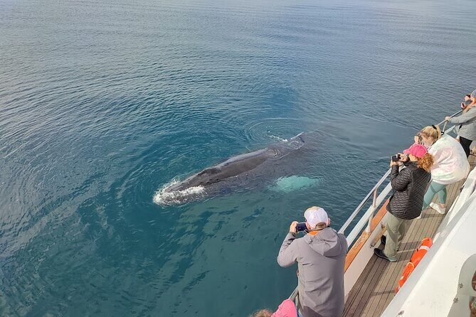 Whale Watching & Dolphin Yacht Cruise - FAQs
