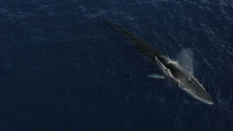Whale watching, dolphins, and whales departing from Bandol (6:00 a.m. at sea) - An In-Depth Look at the Experience
