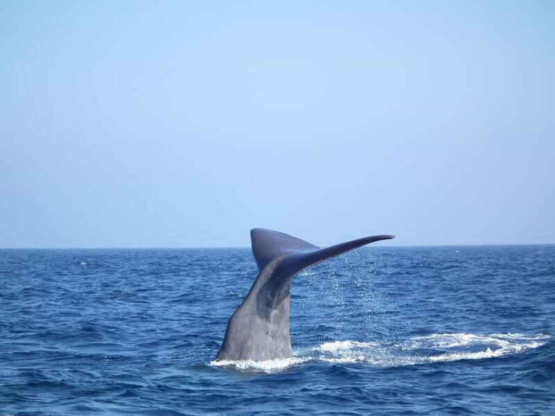 Whale watching, dolphins, and whales departing from Bandol (6:00 a.m. at sea) - Authentic Traveler Perspectives