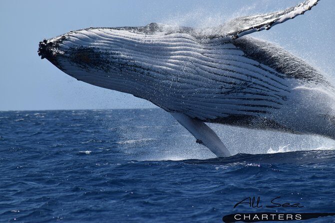Whale Watching Dunsborough - Experience Overview