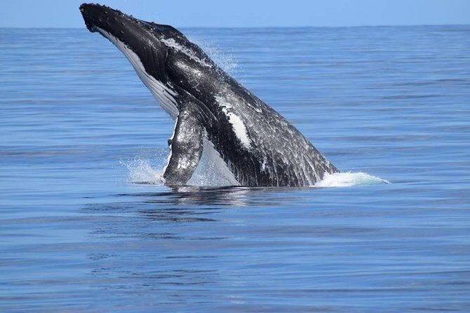 Whale Watching Dunsborough - The Value of the Experience