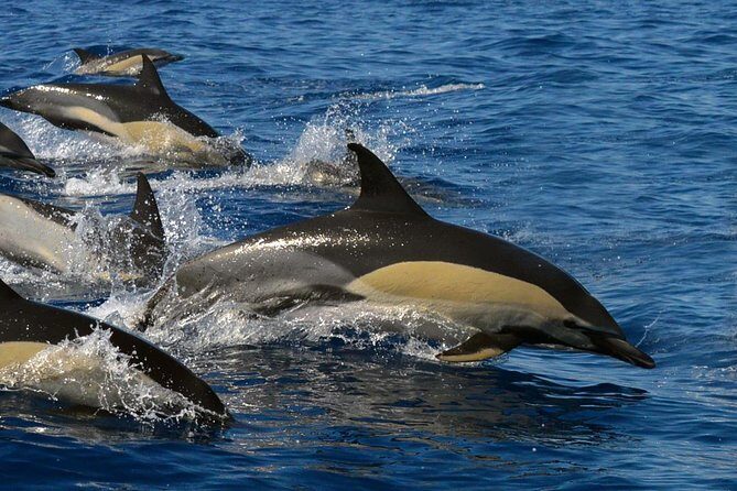 Whale Watching Eco-Adventure from Costa Adeje - An In-Depth Look at the Whale Watching Eco-Adventure