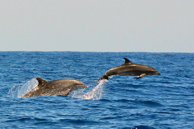 Whale Watching Eco-Adventure from Costa Adeje - Final Thoughts