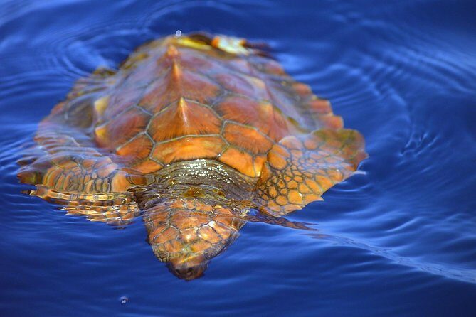 Whale Watching Eco-Adventure from Costa Adeje - FAQs