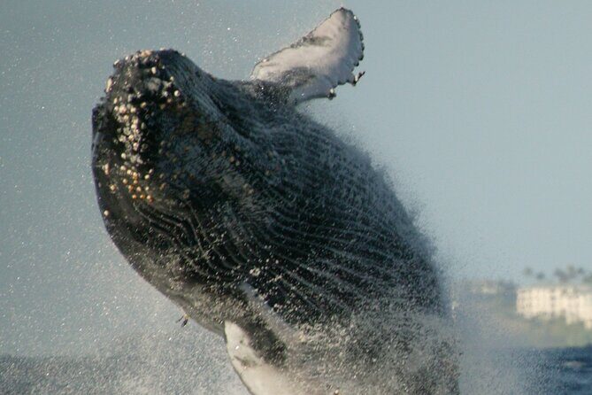 Whale Watching Expedition on Kauai - FAQ