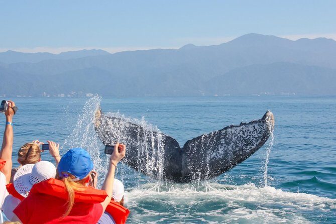 Whale Watching Experience - Final Thoughts: Is It Worth It?