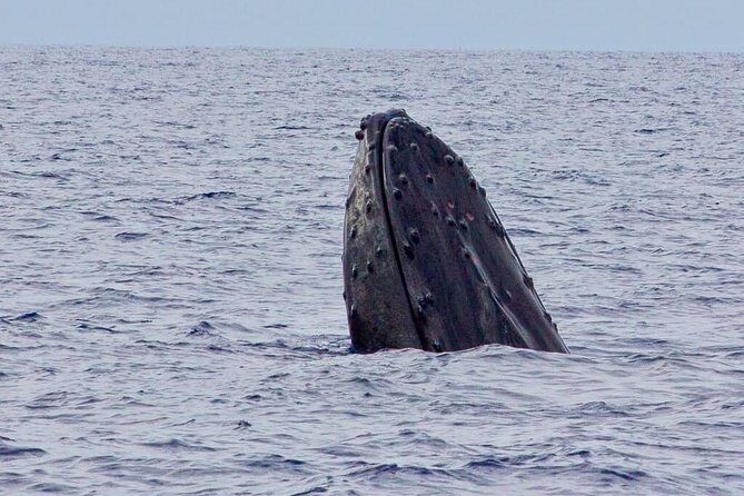 Whale Watching Experience - An In-Depth Look at the Whale Watching Experience in Maui