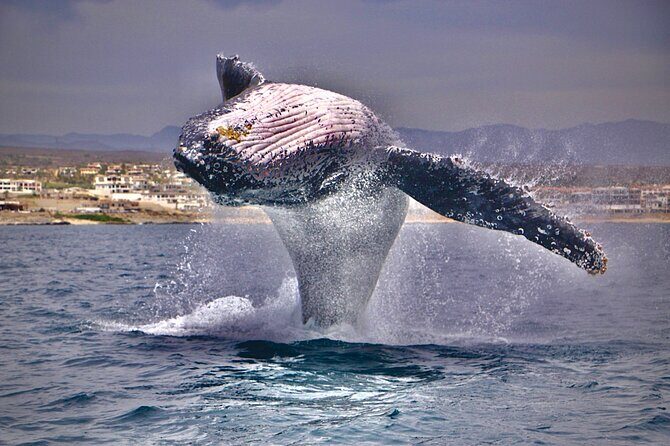 Whale Watching Experience in Cabo San Lucas - An In-Depth Look at the Whale Watching Tour in Cabo San Lucas