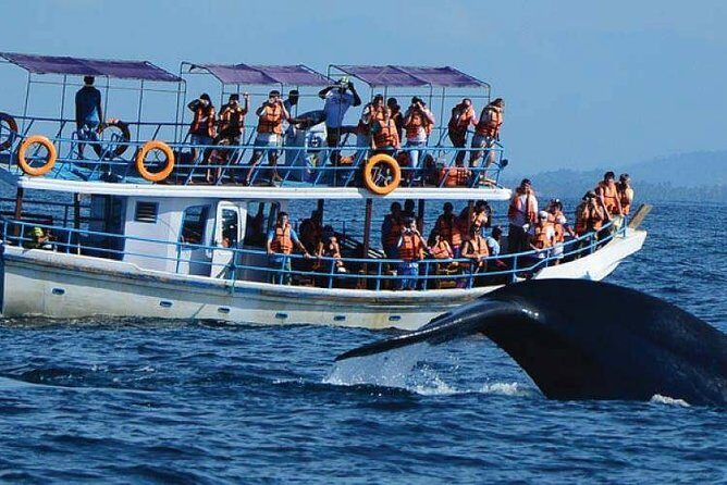 Whale Watching Experience in Mirissa - Key Points