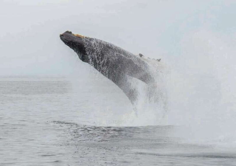 Whale Watching from Ahangama - Key Points