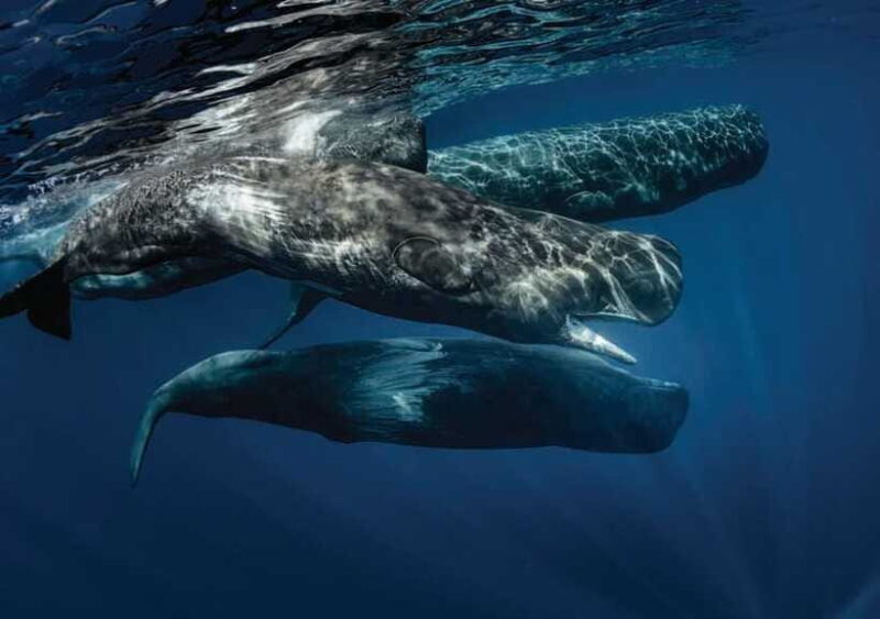 Whale Watching from Ahangama - Who Will Love This Tour?