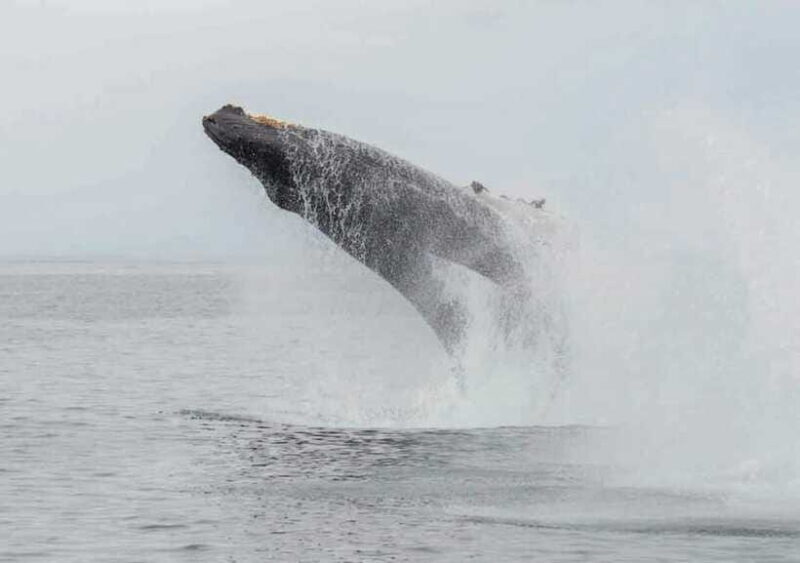 Whale Watching from Ahangama - FAQ