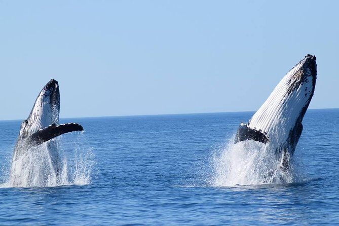 Whale Watching from Augusta in Western Australia - A Detailed Look at the Whale Watching Experience from Augusta
