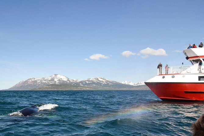 Whale Watching from Downtown Akureyri - A Deep Dive into the Akureyri Whale Watching Experience