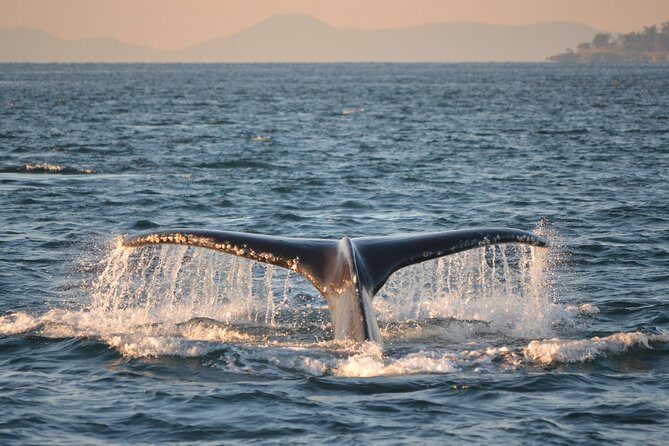 Whale Watching from Friday Harbor - Who should consider this tour?