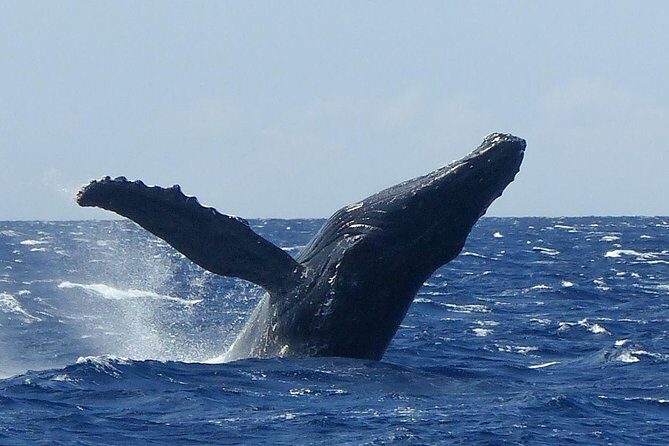 Whale Watching from Ma'alaea Harbor - A Deep Dive into the Whale Watching Experience